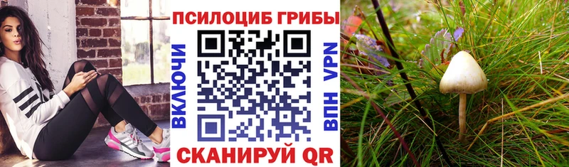 Псилоцибиновые грибы Cubensis  купить   Пересвет 